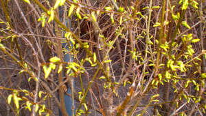 Jetzt oder nie war die Devise